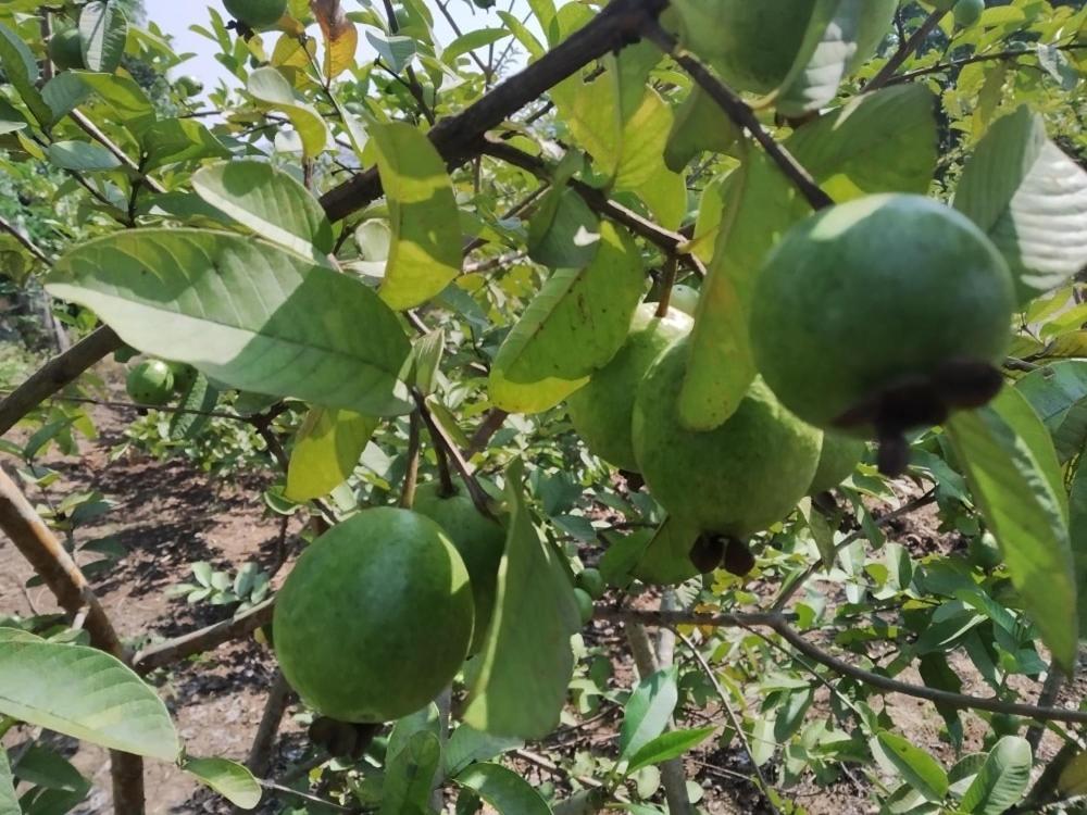 Pratik Mango Farm House Villa Revadanda Exterior photo